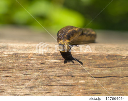 A slug crawling on a wooden planks. Macro photography 127604064