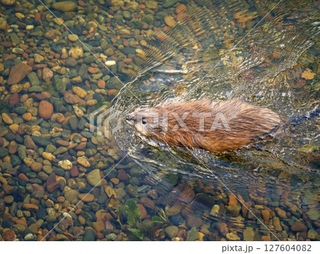 Muskrat swimming along a river in shallow water 127604082