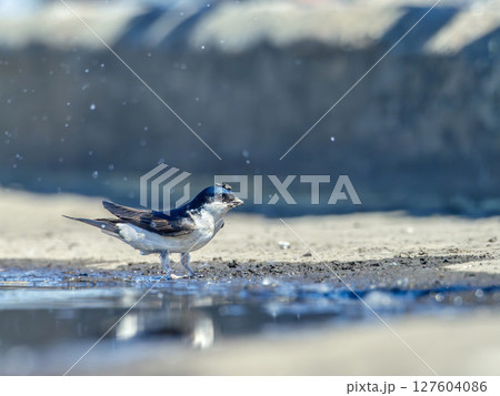 House martin gathering mud for its nest House martin gathering mud for its nest 127604086
