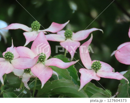 ピンク色のヤマボウシの花のクローズアップ写真・春の庭の花 127604373