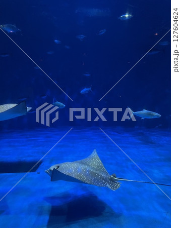水族館の大水槽を泳ぐ魚たち 127604624