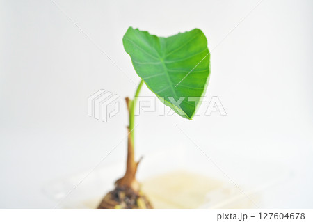 サトイモの切れ端から出て来た子葉（夏、六月） 127604678