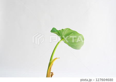 サトイモの切れ端から出て来た子葉（夏、六月） 127604680