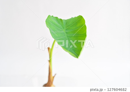 サトイモの切れ端から出て来た子葉(夏、六月) サトイモの切れ端から出て来た子葉(夏、六月) 127604682