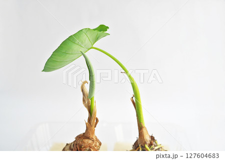 サトイモの切れ端から出て来た子葉（夏、六月） 127604683