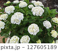 お寺の境内に咲く真っ白な紫陽花 127605189