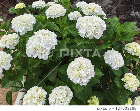 お寺の境内に咲く真っ白な紫陽花 127605189
