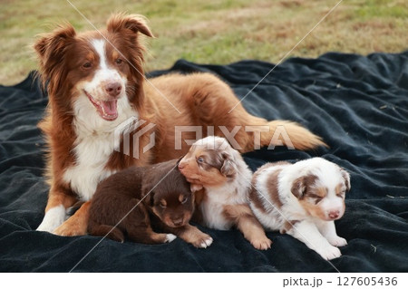 Mother dog and her four puppies are laying on a blanket Mother dog and her four puppies are laying on a blanket 127605436