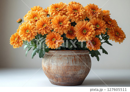 Cottage garden. Floral decoration. Chrysanthemums plant with orange flowers on a white background. Cottage garden. Floral decoration. Chrysanthemums plant with orange flowers on a white background. 127605511