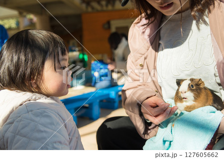 【相模原市立麻溝公園のふれあい動物広場でモルモットを見る1歳児】 127605662