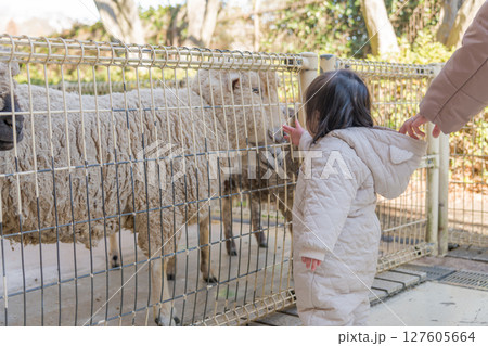 【相模原市立麻溝公園のふれあい動物広場で羊に触る1歳児】 【相模原市立麻溝公園のふれあい動物広場で羊に触る1歳児】 127605664