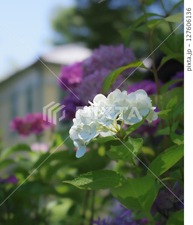 小ぶりな白紫陽花 小ぶりな白紫陽花 127606136