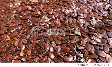 Close-Up of Abundant Dry Lamtoro Seeds. Close-Up of Abundant Dry Lamtoro Seeds. 127606724