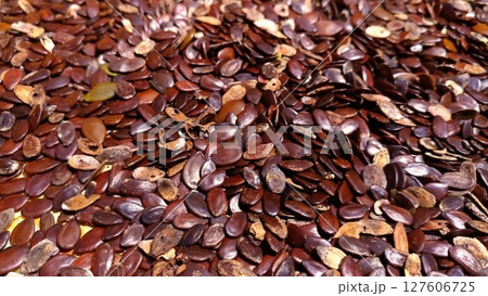 Rich Brown Hues of Dry Lamtoro Seeds. 127606725