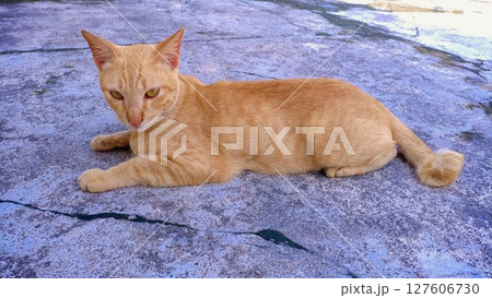 Resting Orange Javanese Cat on Pavement. 127606730