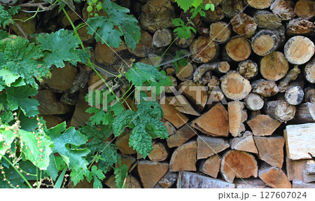 Cobwebs on chopped wood stored under grape leaves texture background 127607024