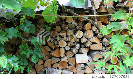 Woodpile of old firewood for the stove under the grape bushes with green berries Woodpile of old firewood for the stove under the grape bushes with green berries 127607025