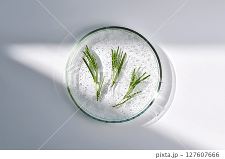 Three sprigs of rosemary in antioxidant serum in a petri dish. 127607666