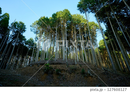 針葉樹林 針葉樹林 127608127