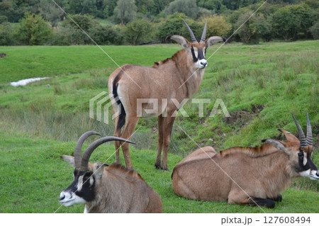 レイヨウ 127608494