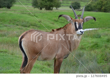 レイヨウ 127608495