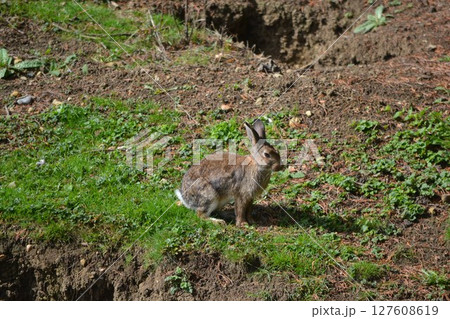 野うさぎ 野うさぎ 127608619