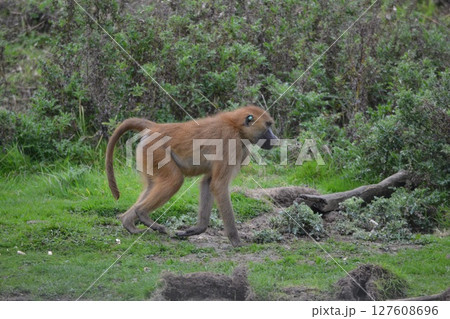 マントヒヒ 127608696