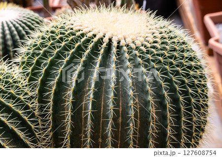 cactus plant in pot 127608754