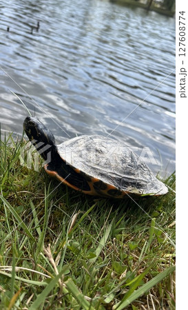 Turtle basking by the calm lake shore under bright sunlight in a picturesque natural setting 127608774