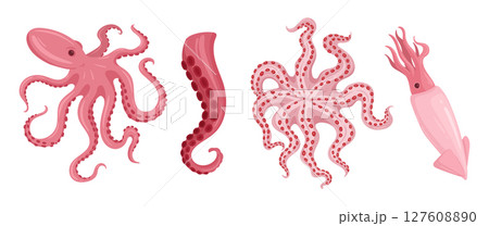 Cartoon squids. Delicious seafood, octopus, calamari and cuttlefish, fresh ocean seafood, ocean fauna with tentacles flat vector illustration set. Cephalopods seafood on white Cartoon squids. Delicious seafood, octopus, calamari and cuttlefish, fresh ocean seafood, ocean fauna with tentacles flat vector illustration set. Cephalopods seafood on white 127608890