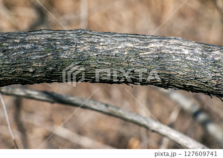 Fontanesia phillyreoides bark close-up. Fontanesia phillyreoides trunk texture. Live wood background. Forest nature of a skin Fontanesia phillyreoides bark close-up. Fontanesia phillyreoides trunk texture. Live wood background. Forest nature of a skin 127609741