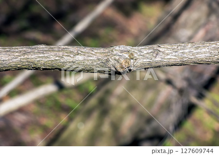 Fontanesia phillyreoides bark close-up. Fontanesia phillyreoides trunk texture. Live wood background. Forest nature of skin Fontanesia phillyreoides bark close-up. Fontanesia phillyreoides trunk texture. Live wood background. Forest nature of skin 127609744