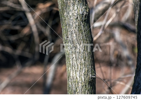 The Fontanesia phillyreoides bark close-up. Fontanesia phillyreoides trunk texture. Live wood background. Forest nature of skin. 127609745
