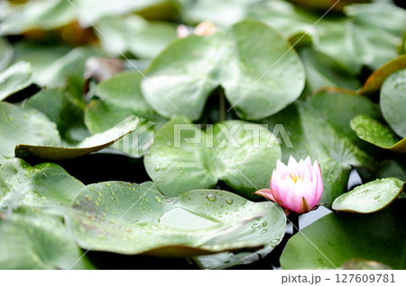 池に咲く睡蓮 127609781