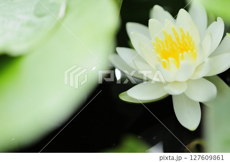 池に咲く睡蓮 127609861