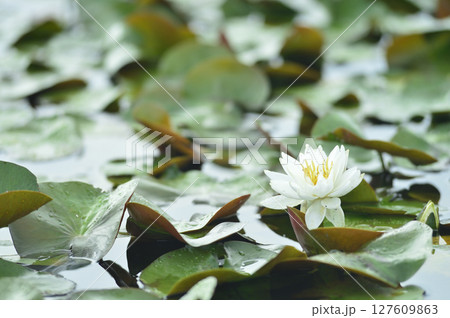 池に咲く睡蓮 池に咲く睡蓮 127609863