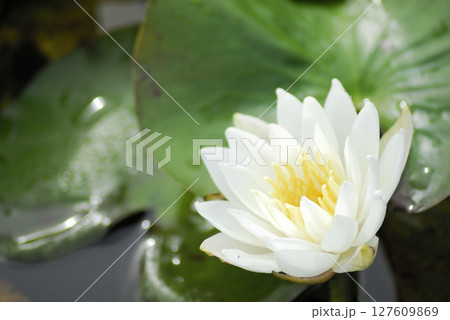 池に咲く睡蓮 池に咲く睡蓮 127609869