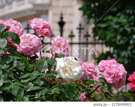 Blooming roses in Rosengarten Volksgarten in Vienna. Pink and white elite Floribunda Rosa Damascena flowers Blooming roses in Rosengarten Volksgarten in Vienna. Pink and white elite Floribunda Rosa Damascena flowers 127609901