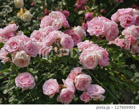 Blooming roses in Rosengarten Volksgarten in Vienna. Pink elite Floribunda Rosa Damascena flowers 127609903
