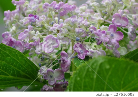 雨に濡れた紫色の紫陽花 雨に濡れた紫色の紫陽花 127610008