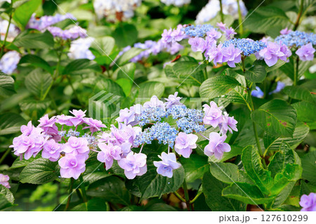 高知県　野市のアジサイ　紫陽花 127610299