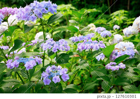 高知県 野市のアジサイ 紫陽花 高知県 野市のアジサイ 紫陽花 127610301