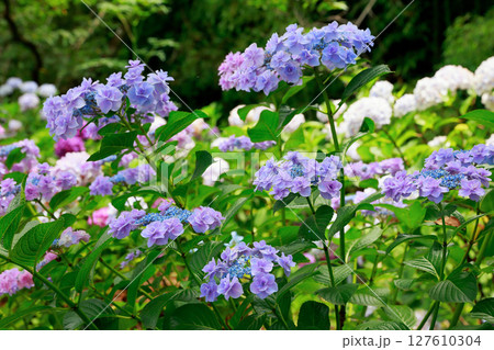 高知県　野市のアジサイ　紫陽花 127610304