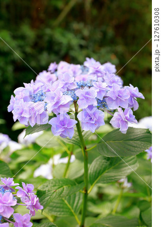 高知県　野市のアジサイ　紫陽花 127610308