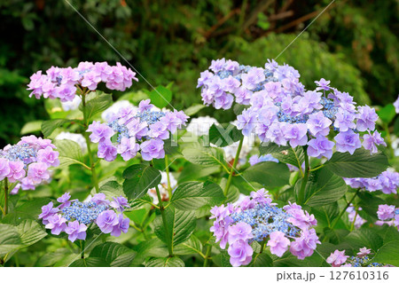 高知県　野市のアジサイ　紫陽花 127610316