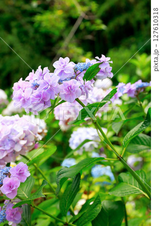 高知県　野市のアジサイ　紫陽花 127610318