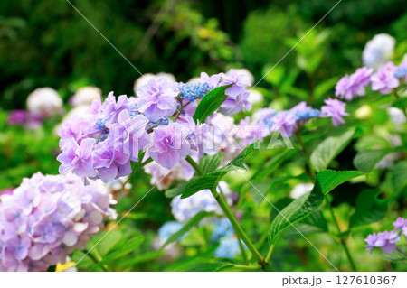 アジサイ 紫陽花 アジサイ 紫陽花 127610367