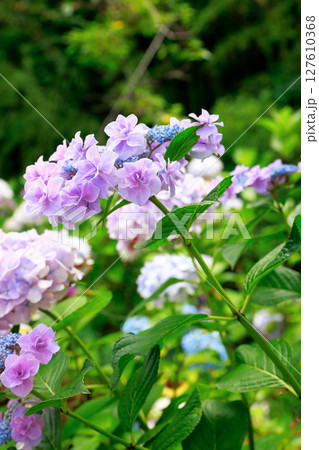 アジサイ　紫陽花 127610368