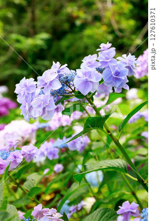 アジサイ 紫陽花 アジサイ 紫陽花 127610371
