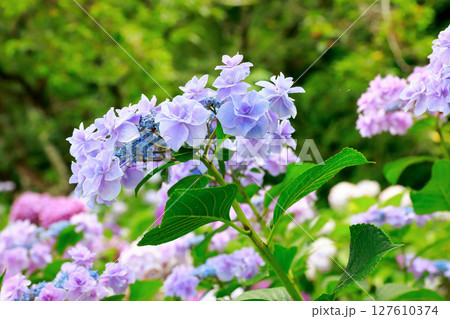 アジサイ　紫陽花 127610374
